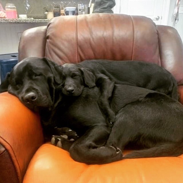 servicedogsva's tweet image. The pups were all nestled all snug in their bed, as visions of marrow bones danced in their heads. #MerryChristmas #servicedogs