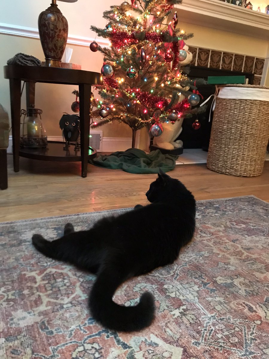 AllySeaDragon's tweet photo. @grillburns Merry Catmas! It’s like Christmas but all the presents are wrapped in fur! https://t.co/Z52SFgVTkw