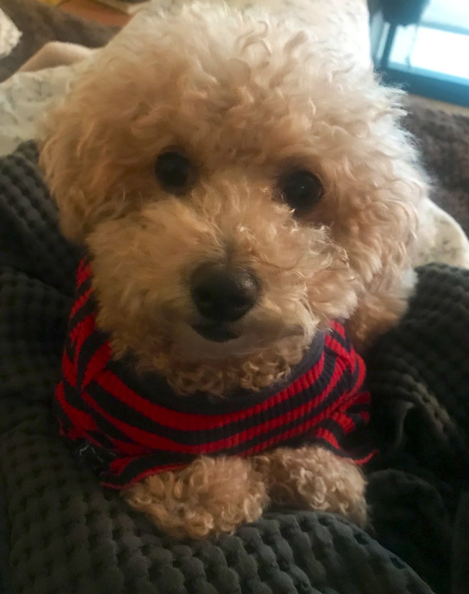 飼い犬に手を噛まれる Twitter Search