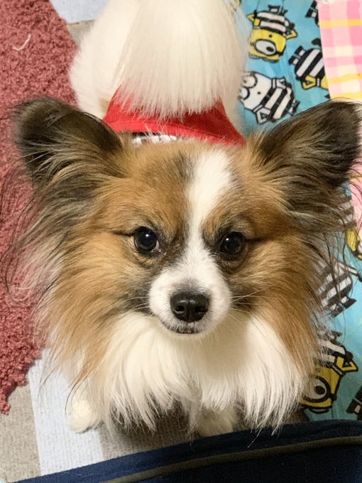 サイレントナイトのtwitterイラスト検索結果