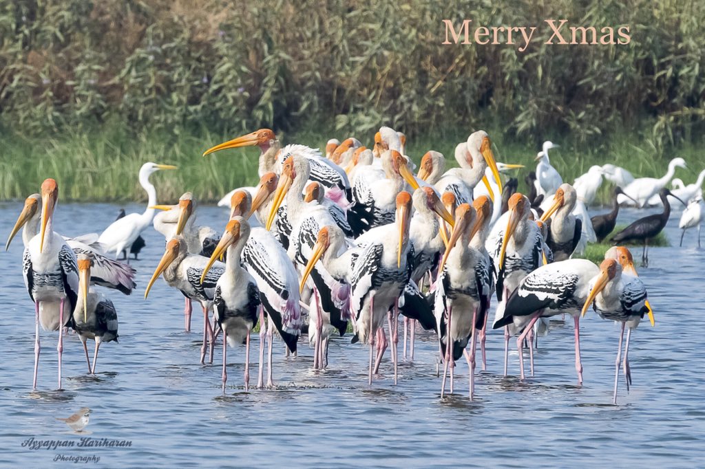 Merry Xmas to all. Have a wonderful holiday season. #indiaves @IndiAves #paintedstorks