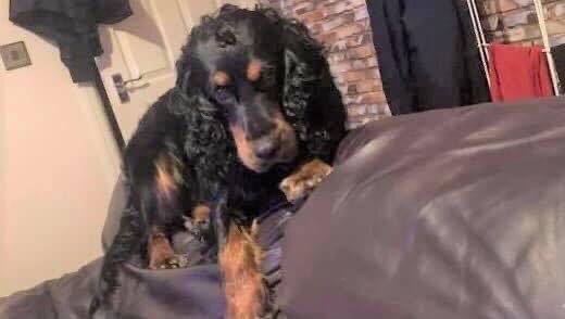 molliepug2's tweet image. 🆘🆘❤️🆘🆘 Fb Missing Enzo ❤️

ENZO HAS BEEN MISSING 2 WEEKS
He could be anywhere now
Have you seen ENZO, would you recognise ENZO
Do you know anyone with a new dog looking like ENZO