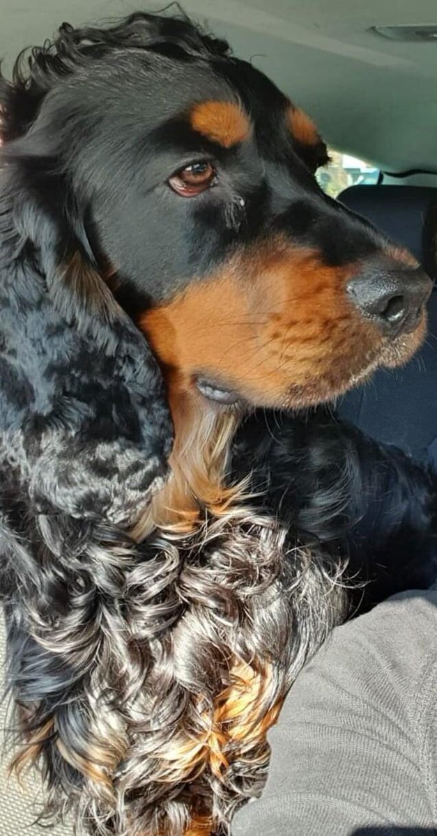 molliepug2's tweet image. 🆘🆘❤️🆘🆘 Fb Missing Enzo ❤️

ENZO HAS BEEN MISSING 2 WEEKS
He could be anywhere now
Have you seen ENZO, would you recognise ENZO
Do you know anyone with a new dog looking like ENZO