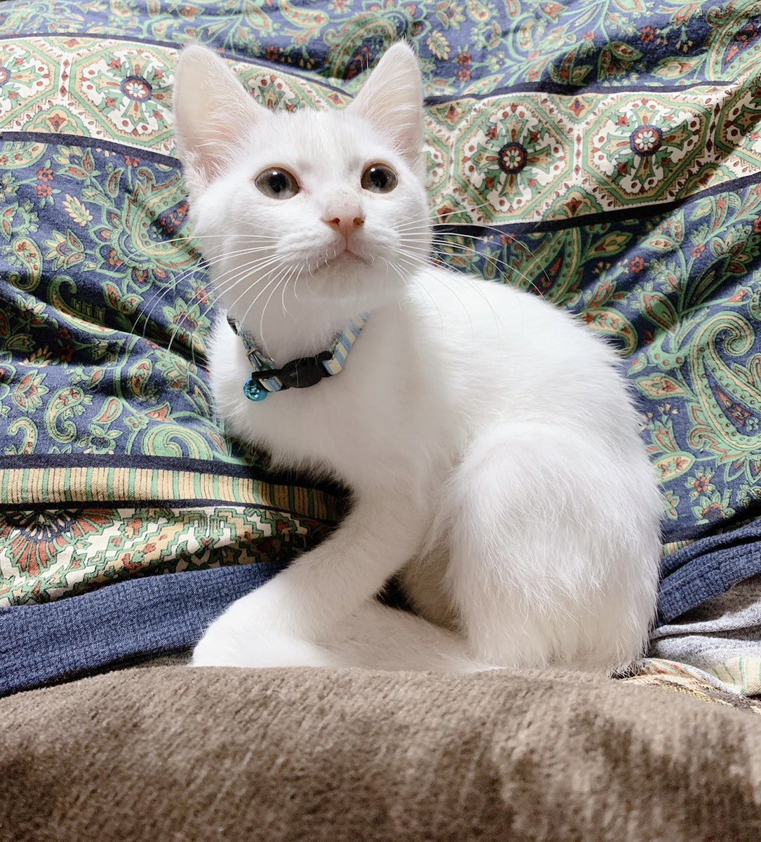 bunta_cat's tweet image. 実は最近新しい仲間が加わりました。
麻呂(まろ)くんです！