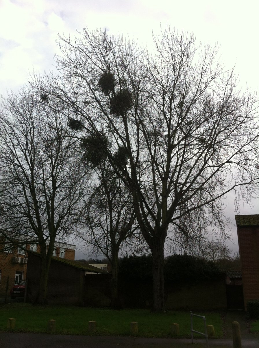 Seasonal Tweet of some local mistletoe in it's natural environment... sadly no berries showing though.