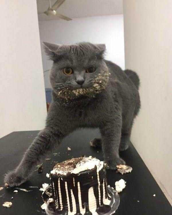 Why you should have a cat tweet media