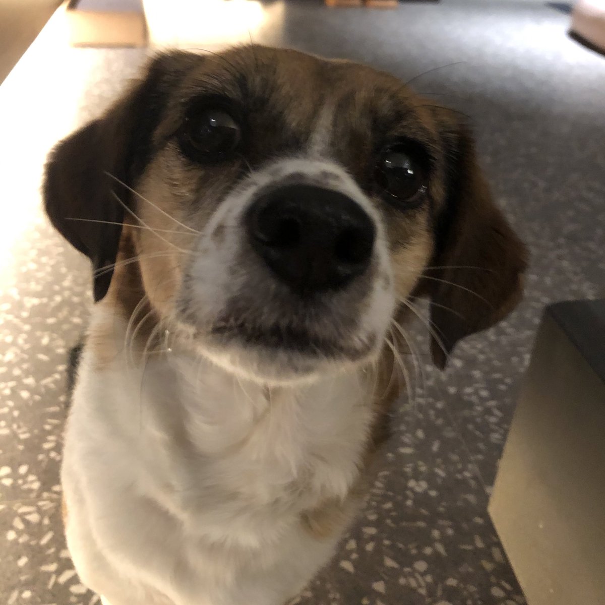 (리트윗 부탁드려요😭)
🐶 보/8.5kg/여(중성화o)/비구협 출신

사람 좋아하고 똑똑하고 순한 아이에요.. 집생활 정말 잘해요ㅠㅠ 따뜻한 집과 밥, 사랑주실 가족, 하루 1~2번 산책만 있으면 정말 행복해 할 거예요.. 새해에 가족을 만날 수 있길 간절히 바랍니다..🙏🙏