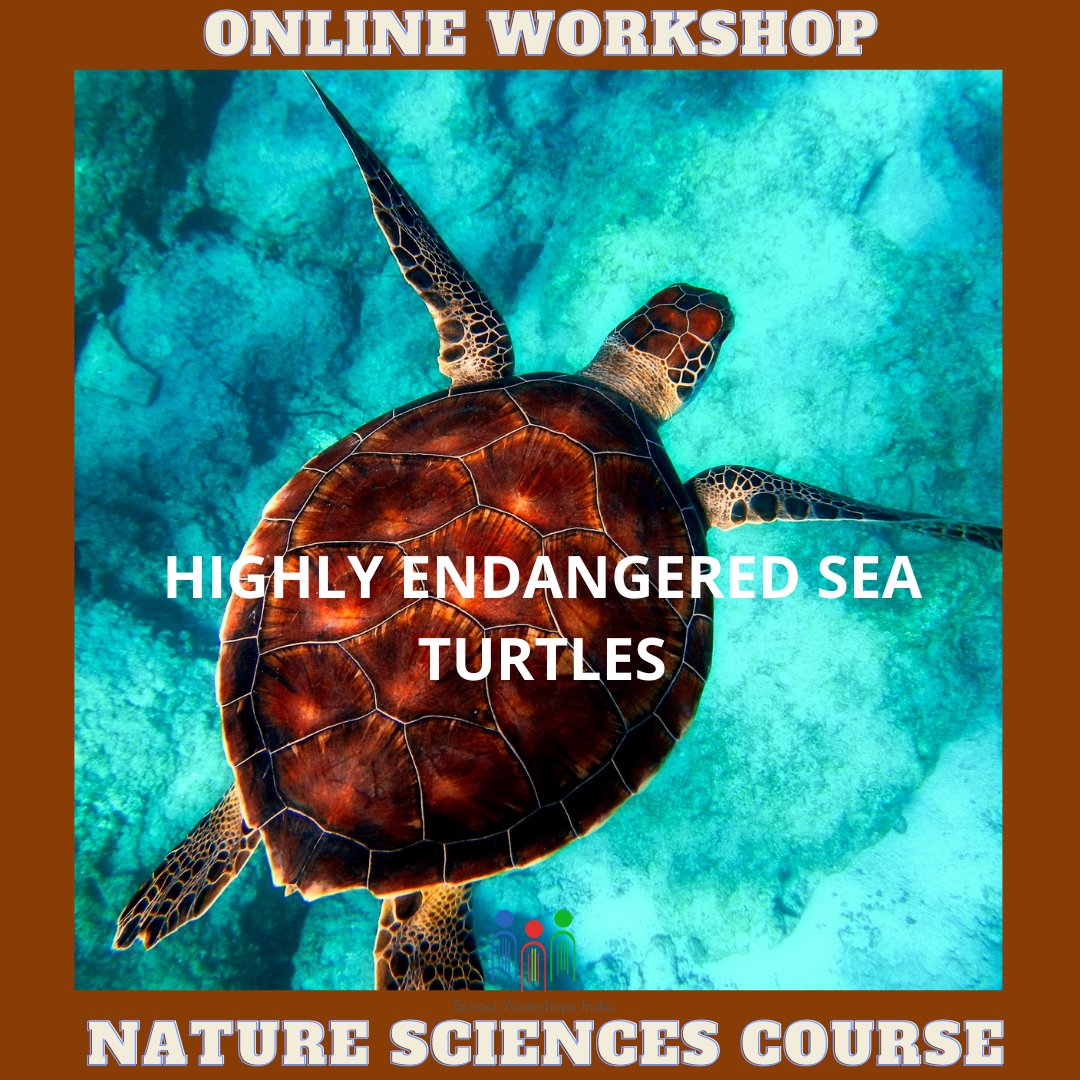 IndiaWorkshops's tweet photo. NATURE SCIENCES COURSE:

This course aims to create awareness among the students regarding endangered sea turtles.

#schoolworkshopsindia #ibdp #ib #IGCSE #onlineworkshops #onlinecourses #online #onlineclasses #middleshool #middleschoolscience #highschool  #learningisfun✏📝 https://t.co/gXhZGMGwUu