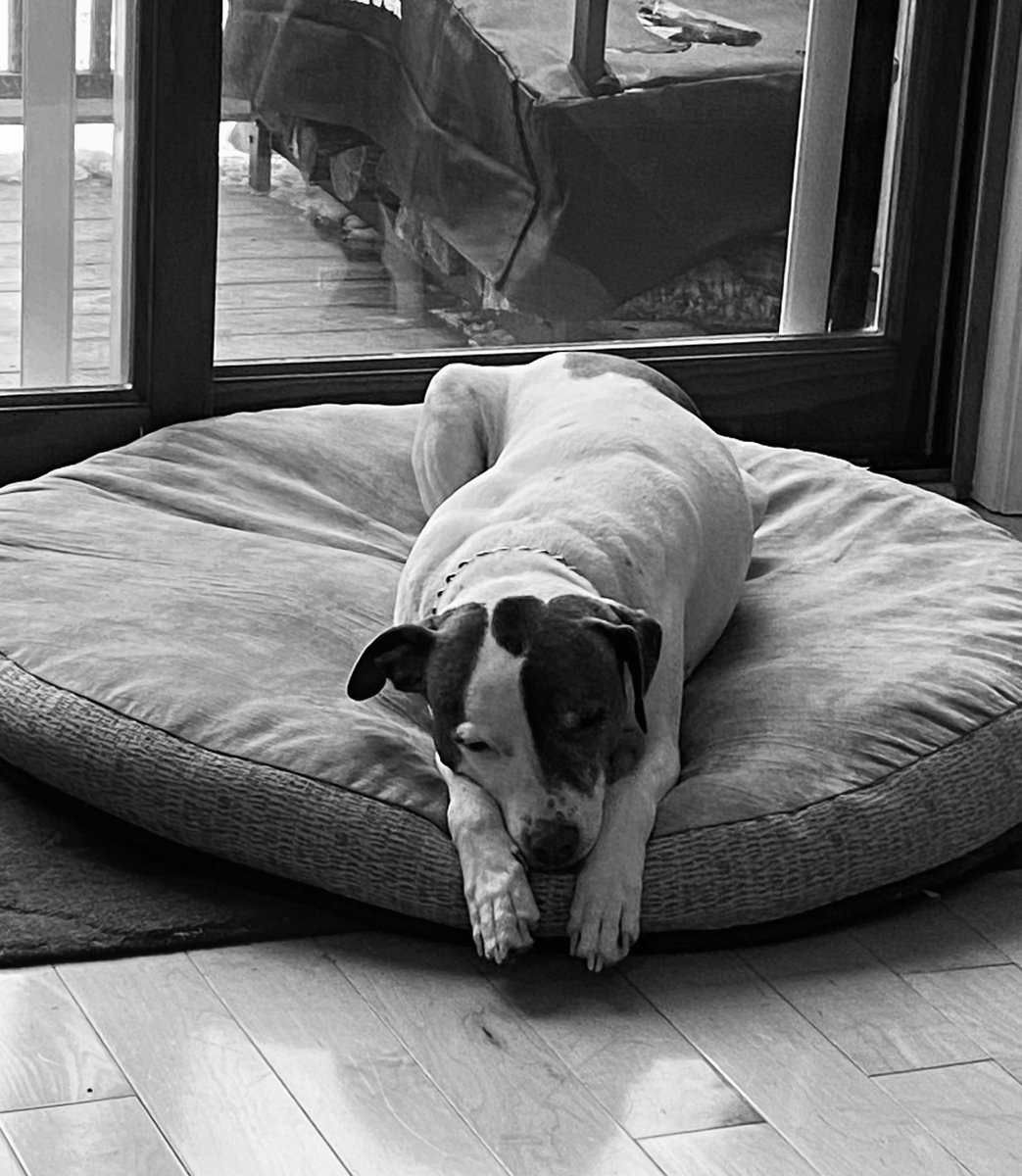 VTgarryscott's tweet photo. #itisadogsworld #wejustliveinit #MerryChristmasEve https://t.co/X1HBpjXcCs