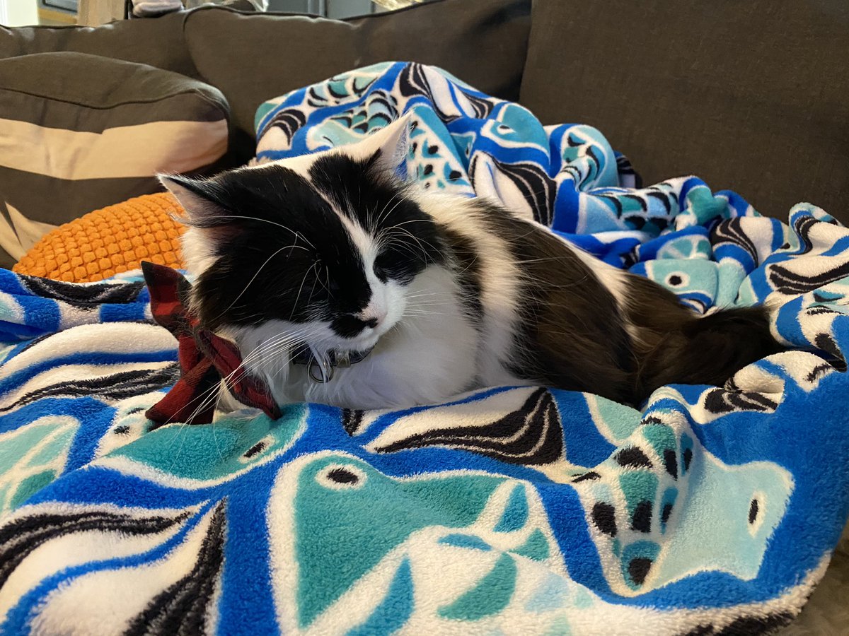 DailyPurinceton's tweet photo. Thank you for the blanket @chitter_marie 😽 https://t.co/pmuPmsQWLh