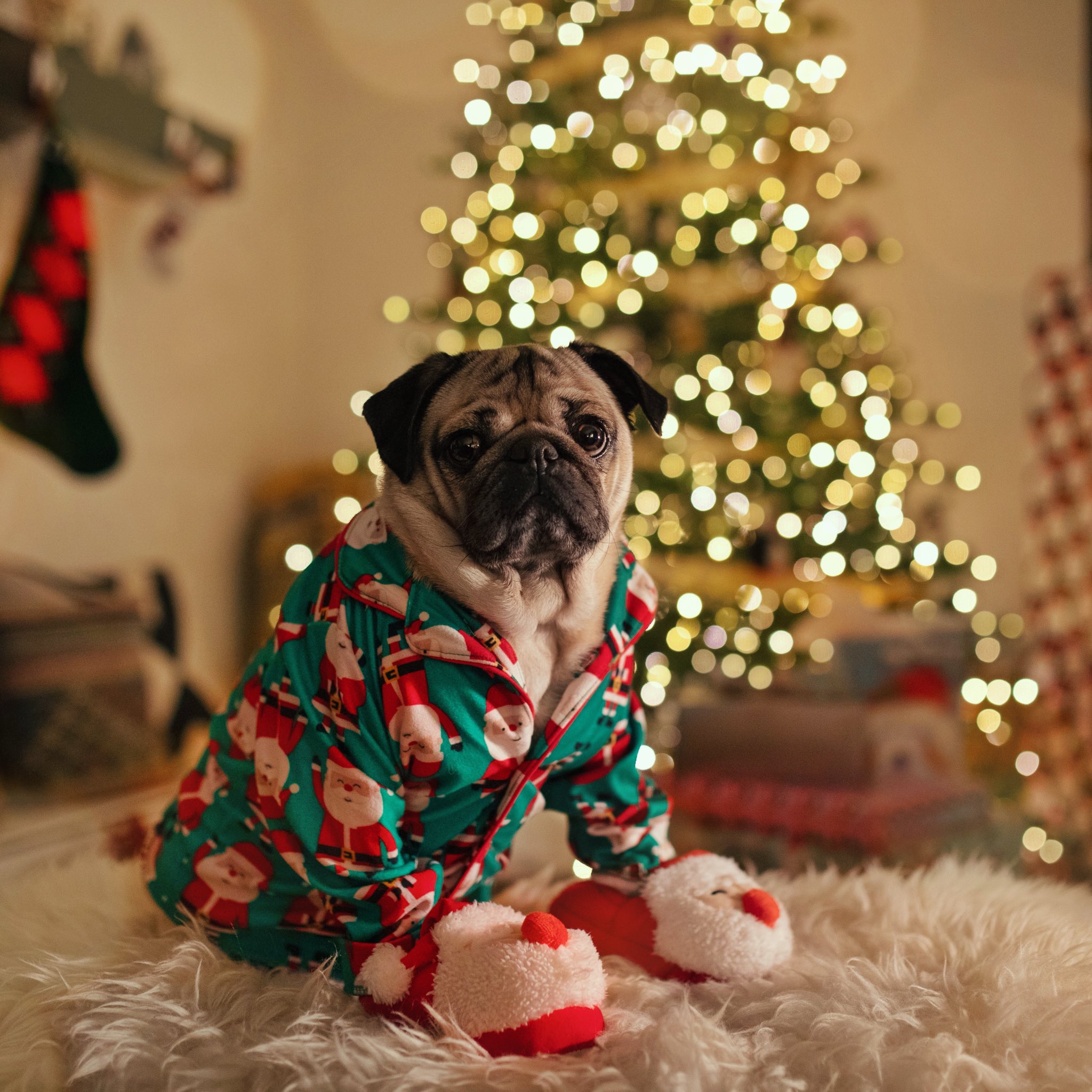 Doug the pug ornament hot sale