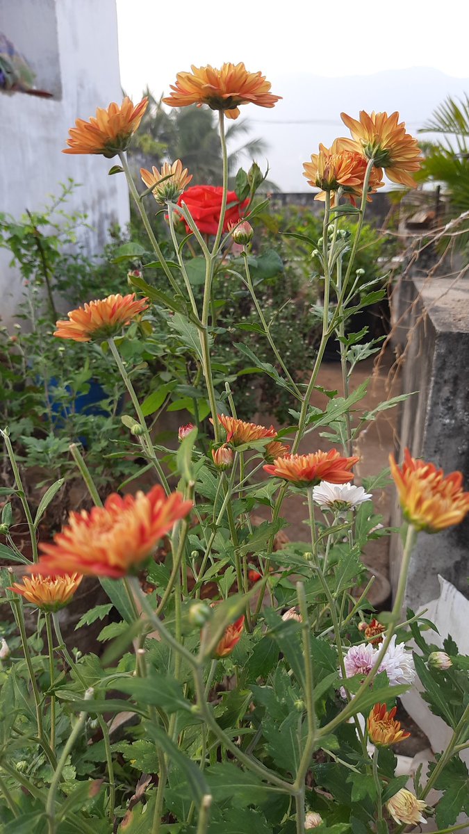 pvbabji's tweet image. #vaikuntaekadasi 
#GeethaJayanthi Wishes to everyone