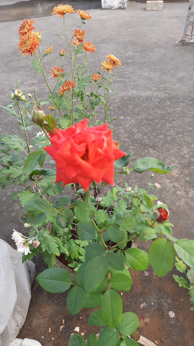 pvbabji's tweet image. #vaikuntaekadasi 
#GeethaJayanthi Wishes to everyone