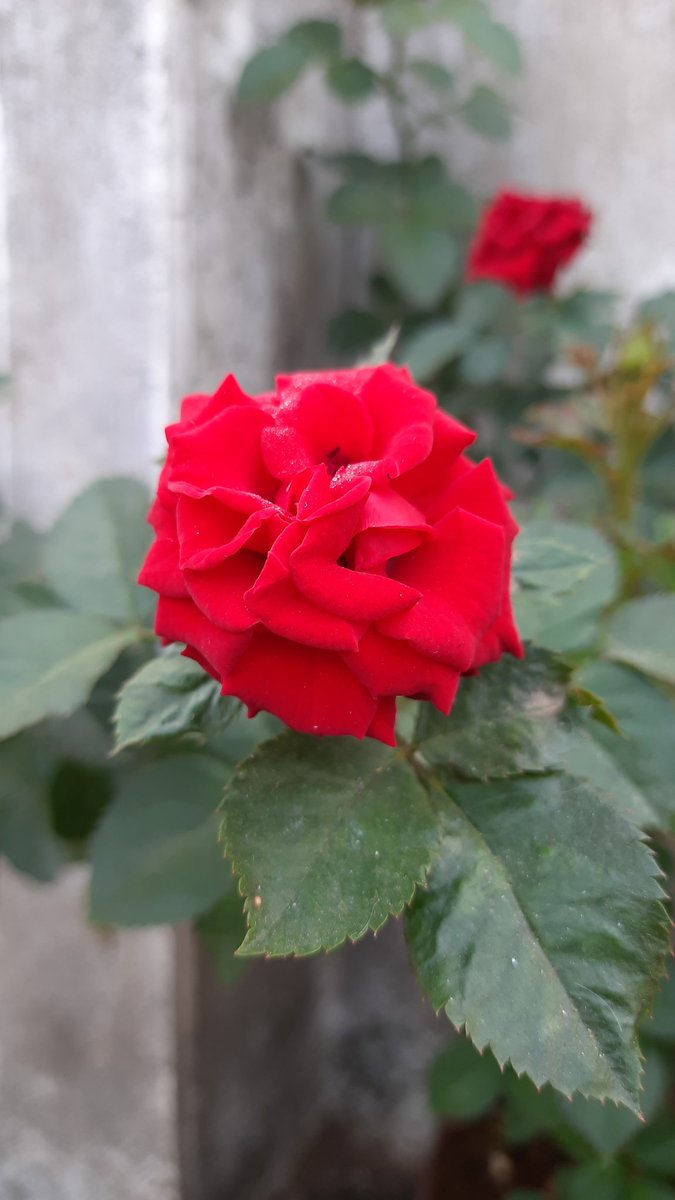 pvbabji's tweet image. #vaikuntaekadasi 
#GeethaJayanthi Wishes to everyone