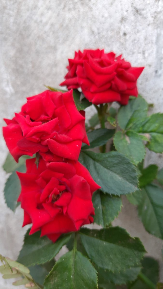 pvbabji's tweet image. #vaikuntaekadasi 
#GeethaJayanthi Wishes to everyone