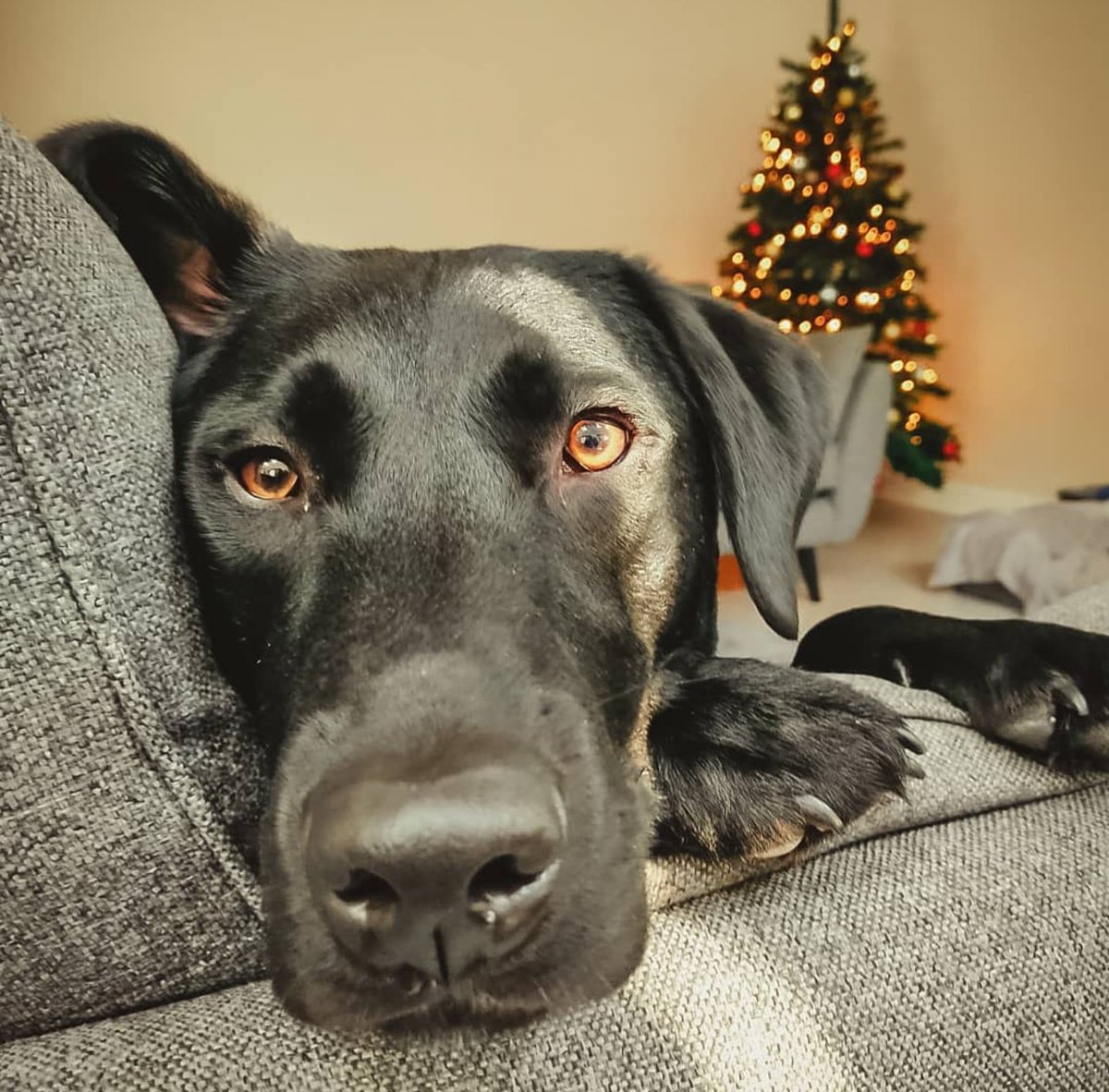 BAMABOSS1984's tweet photo. @PetSmart It's the #SeasonOfSpoiling #Sweepstakes https://t.co/C6e9o3OmOO