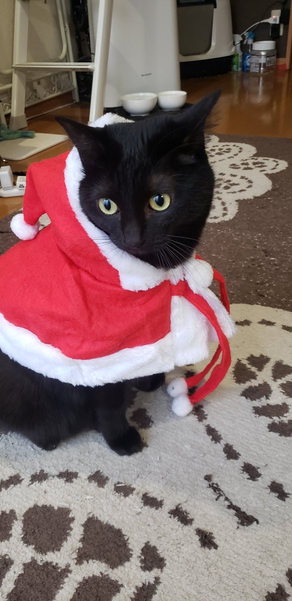 サンタ猫
