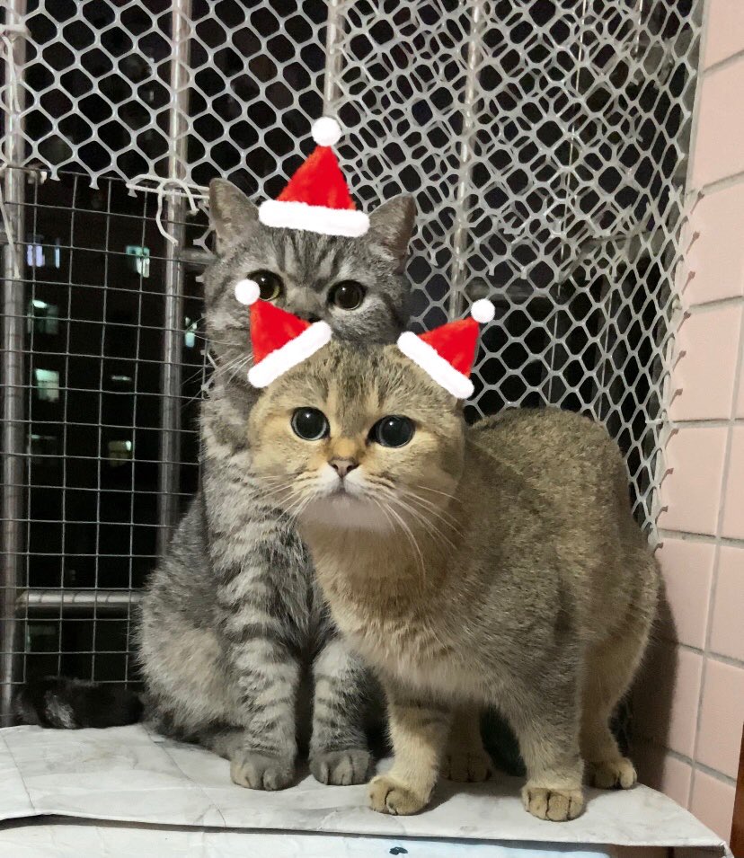 winnichen9's tweet photo. Dear friends
Merry Christmas and please stay safe❤

#christmas #Christmas2020 #silentnight #cats #cat #猫 #ねこ https://t.co/rABJBaWV3K