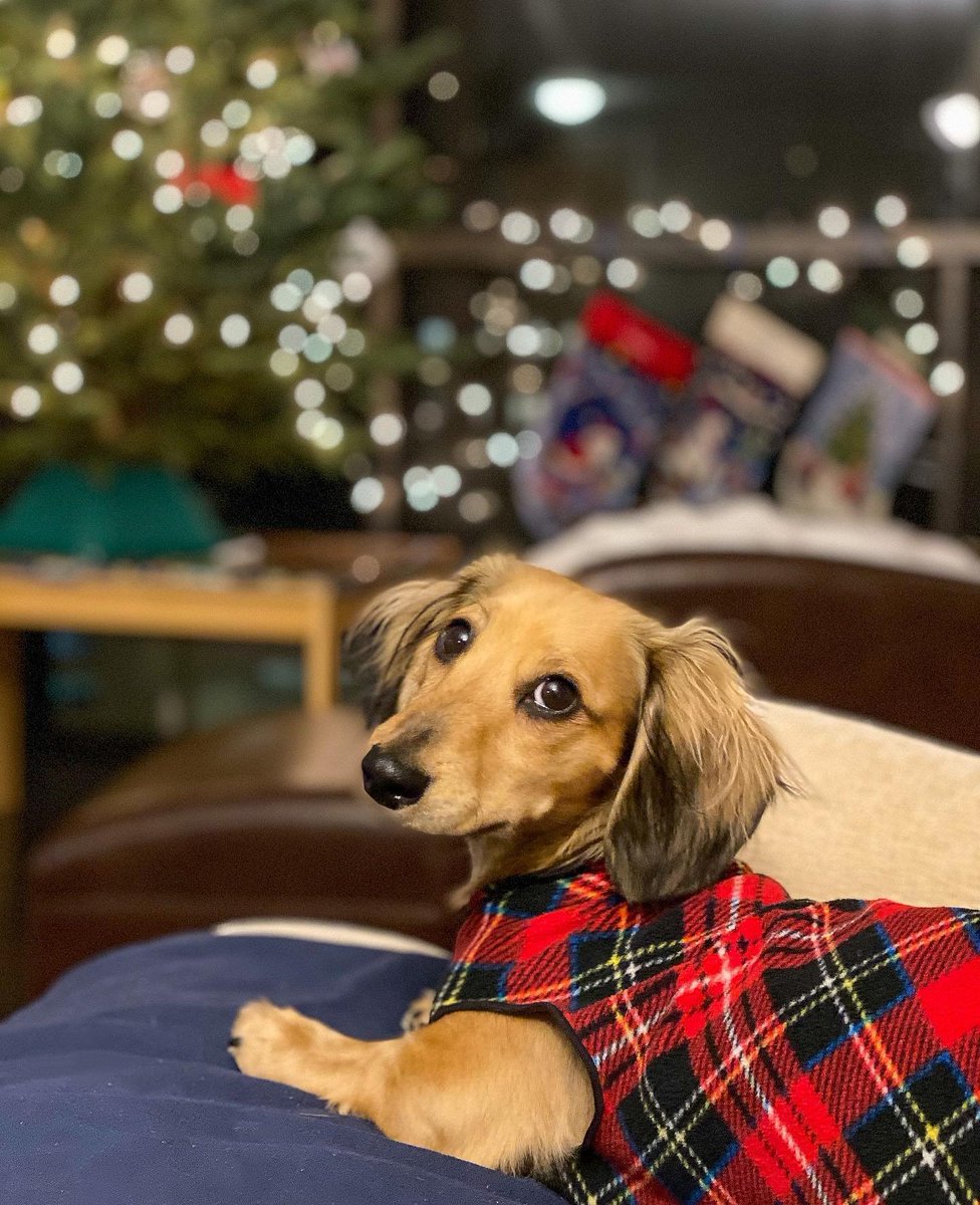 gorillajoe1961's tweet photo. @PetSmart Precious #SeasonOfSpoiling #Sweepstakes https://t.co/ZSRZHuphfS