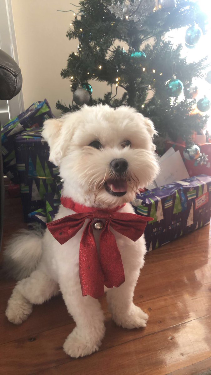 dxlicaterose's tweet image. Merry Christmas and Happy Holidays from Stella 💚✨