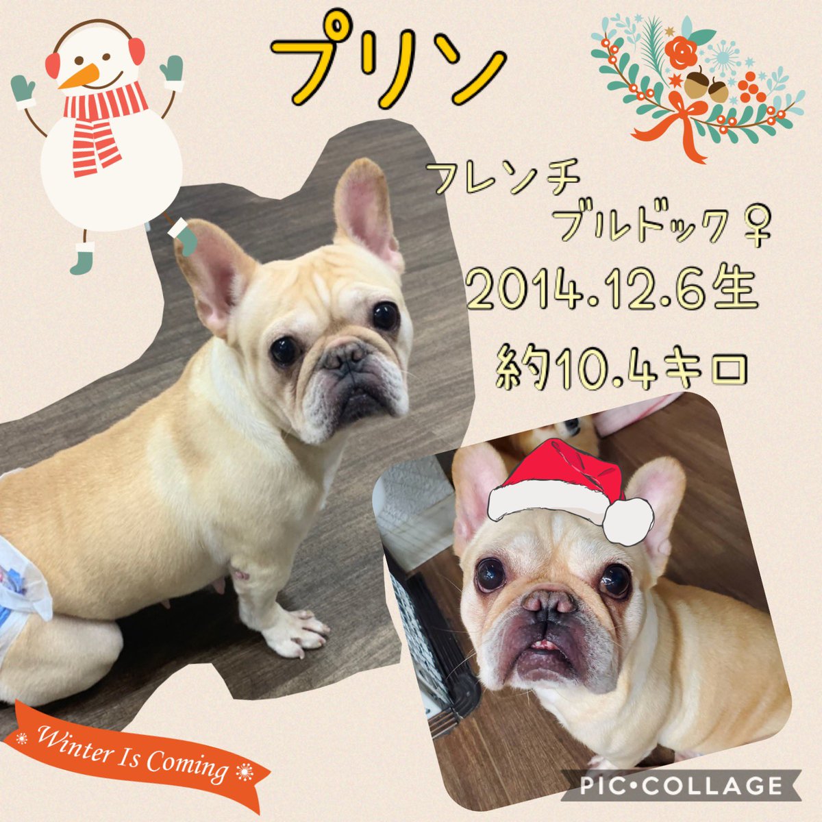 保護犬カフェ 西八王子店 本日より里親募集するわんちゃん達です お問い合わせはご来店又はお電話にて宜しくお願い致します 保護犬カフェ西八王子店 042 669 0715 ラブファイブ 里親募集中 ポメラニアン フレンチブルドック 里親という選択肢 保護犬カフェ 西八王子店 本日より里親募集するわんちゃん達です お問い合わせはご来店又はお電話にて宜しくお願い致します 保護犬カフェ西八王子店 042 669 0715 ラブファイブ 里親募集中 ポメラニアン フレンチブルドック 里親という選択肢