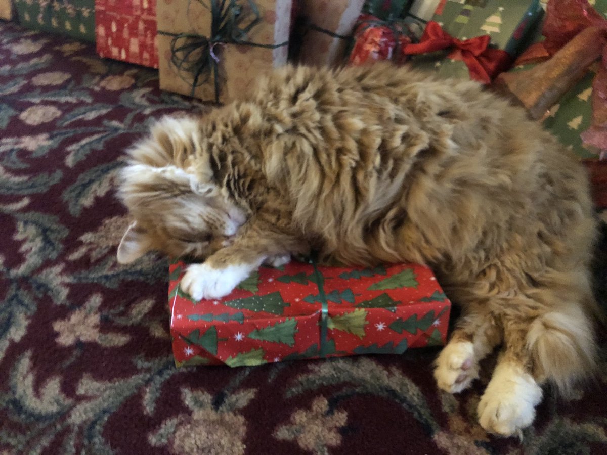rabbitgorl's tweet photo. My boyfriends cat chooses a present under his family's tree to lay on every year and this year he chose my present and I just really felt like I had to share it with y'all I mean

LOOK AT HIM. THIS IS SO CUTE https://t.co/taqtWwmVYn