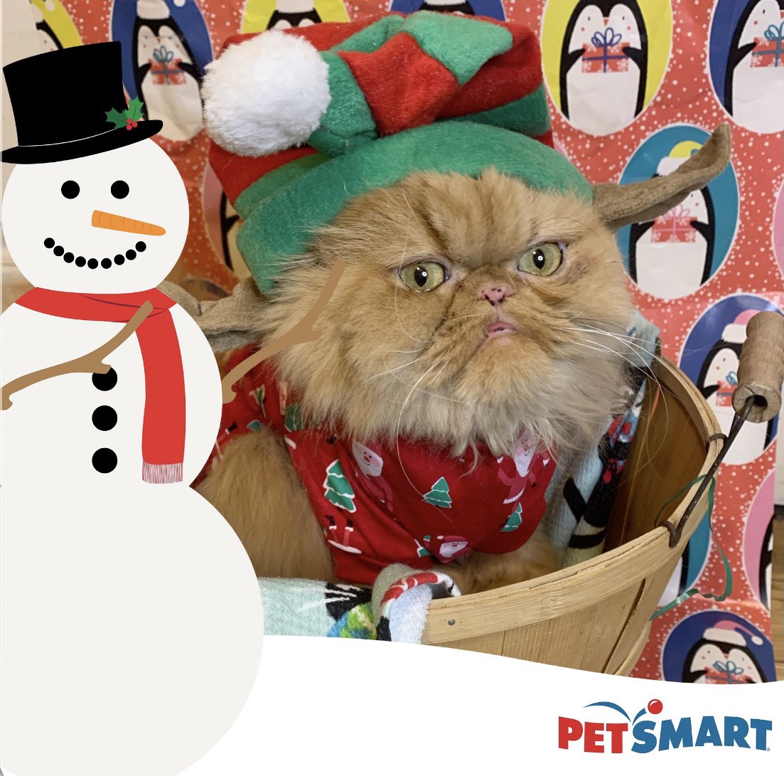 PawsWinterfell's tweet photo. If I have to make one more baby Yoda...#elfie #grumpyelf @PetSmart #seasonofspoiling #sweepstakes https://t.co/ZTEAnJf2wa