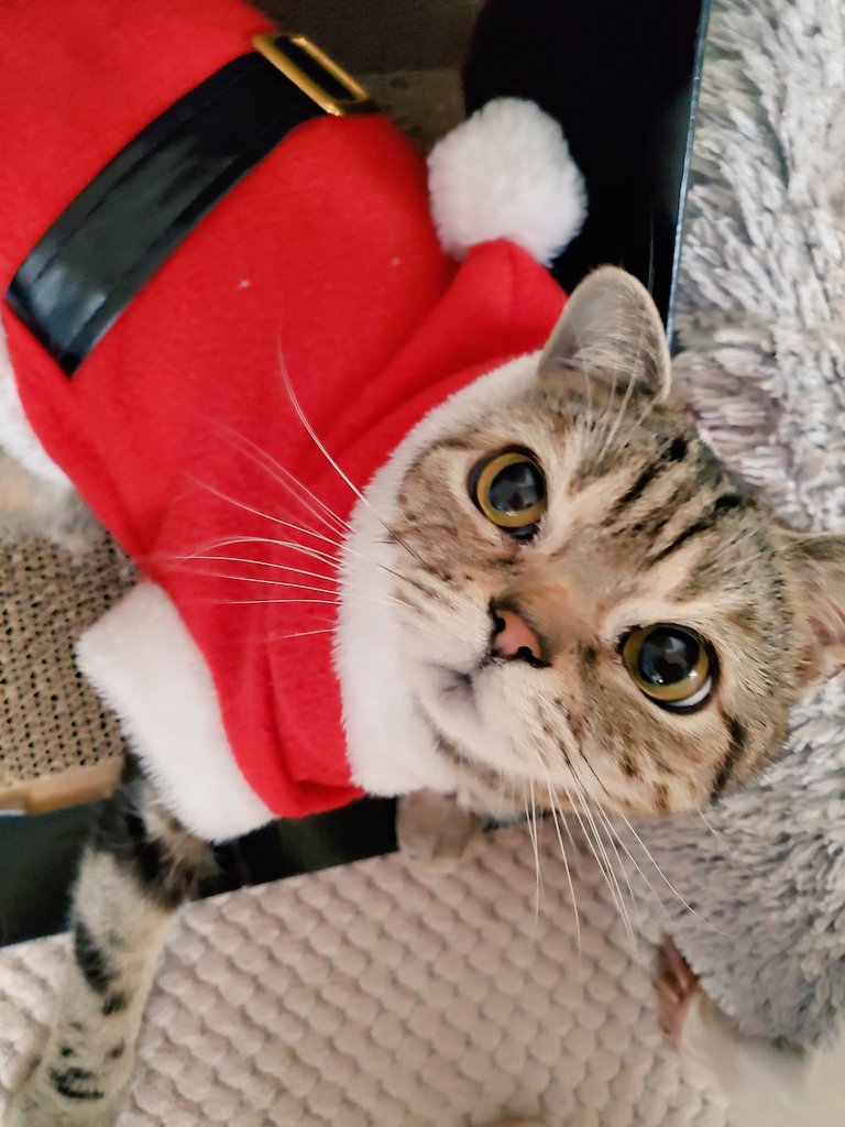 메리크리스마스🎄