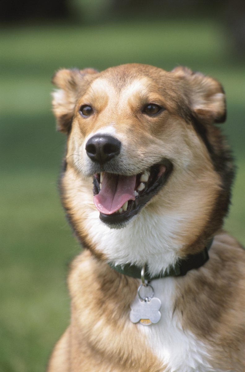 petralyte's tweet photo. Why Should My Dog Wear a Collar and Tag?
Placing identification on our pets is a basic task for a pet guardian, yet so many well-loved pets become lost without an identification tag to bring them safely home.
https://t.co/vbAe8TOTZj
#petdog #doglife #dogfood #cutedog #feeddog https://t.co/4sPHYqhxp0