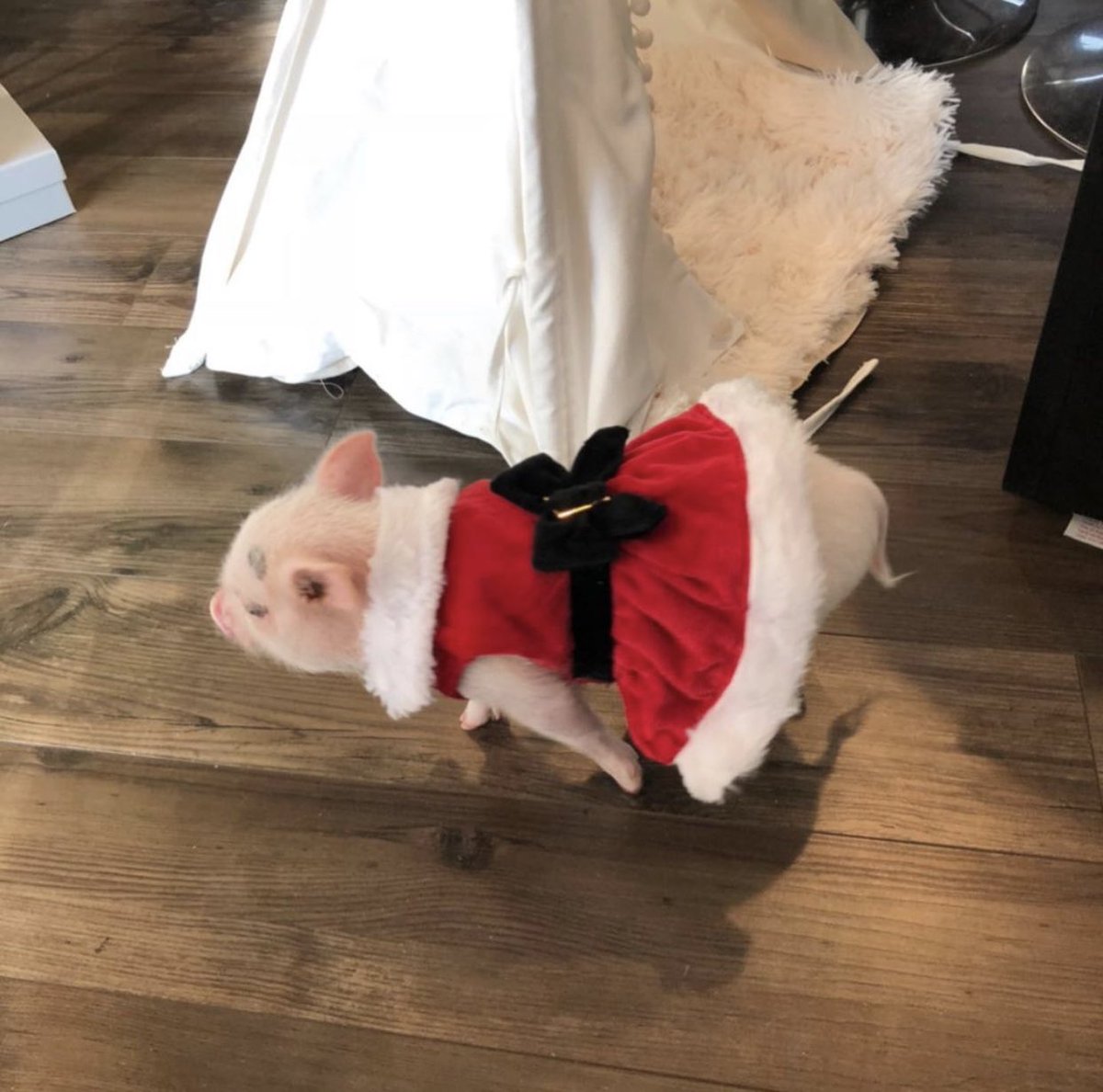 Porkchop refused to celebrate without her festive ensemble! [Amused smirk.]