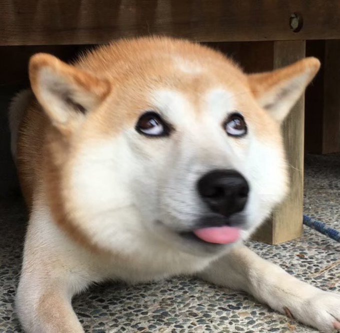わさび犬のtwitterイラスト検索結果