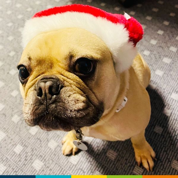 KorianFrance's tweet photo. Les résidents de tous nos établissements ont fêté le réveillon et #Noël entourés de jolies #décorations.🎄Nos collaborateurs ont donné le meilleur d'eux même pour leur offrir une ambiance festive ! 🥳🎁Un Joyeux Noël à tous !🎅 #Korian #Fetes https://t.co/AdroP7ygYJ