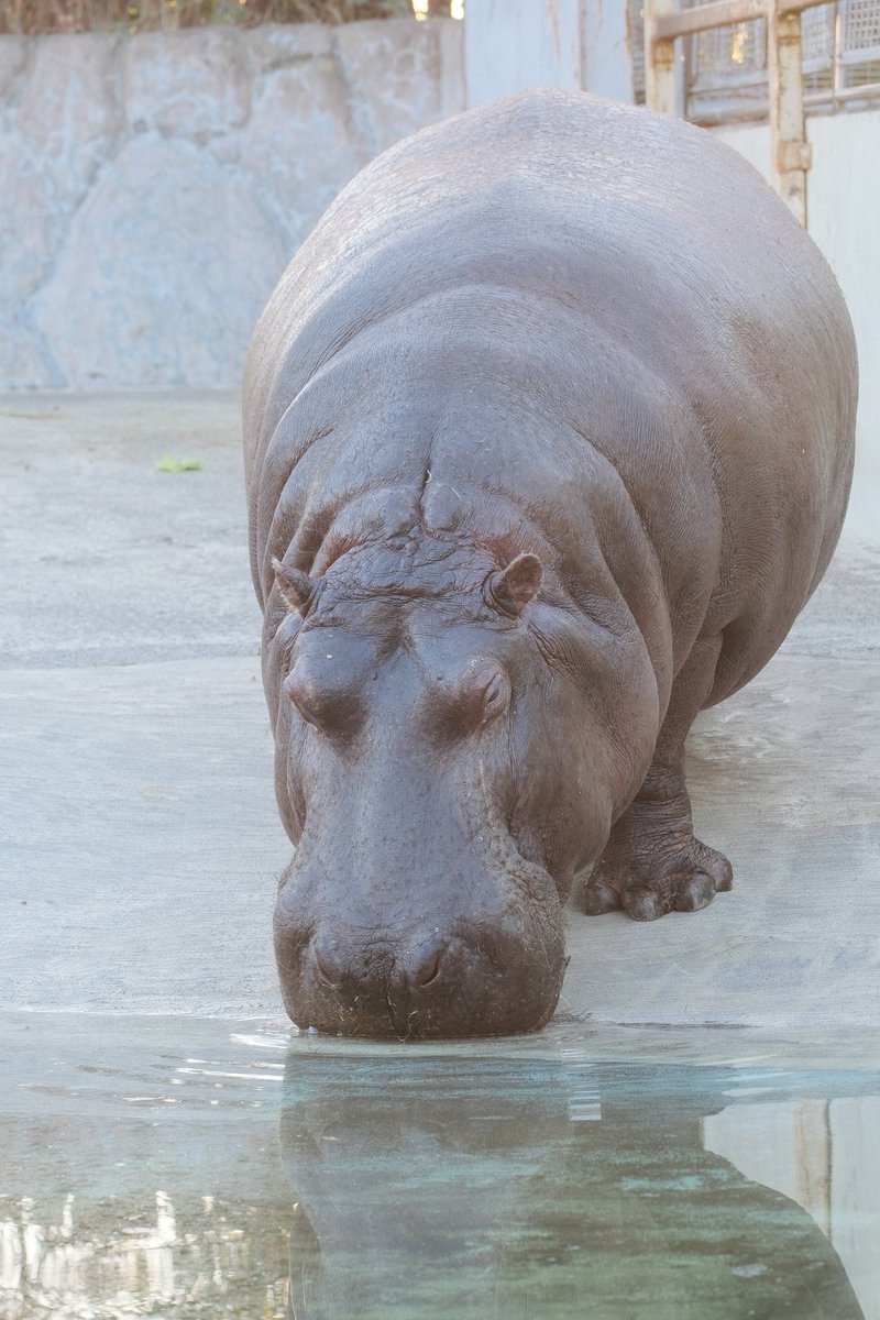 Kanou 東武動物公園 カバ マイちゃんの水飲み 最初は寝ているのかと思いました