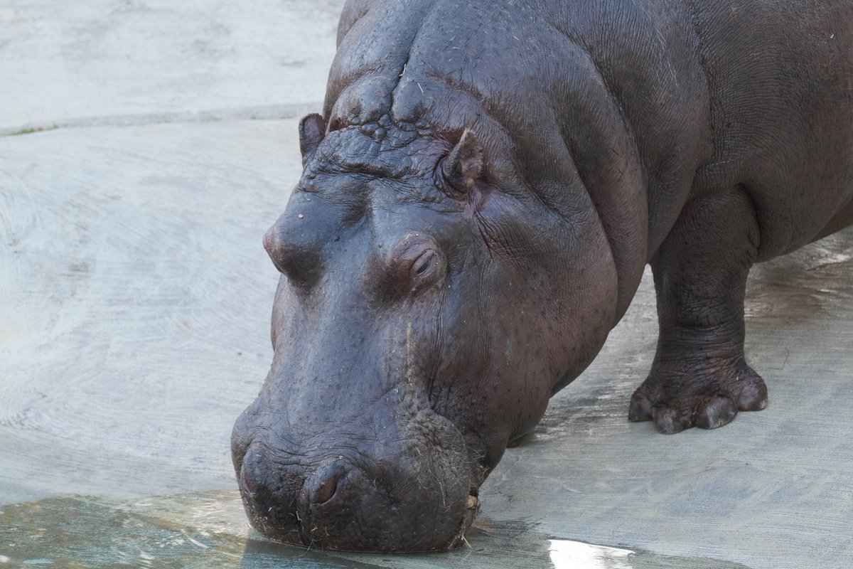 Kanou 東武動物公園 カバ マイちゃんの水飲み 最初は寝ているのかと思いました