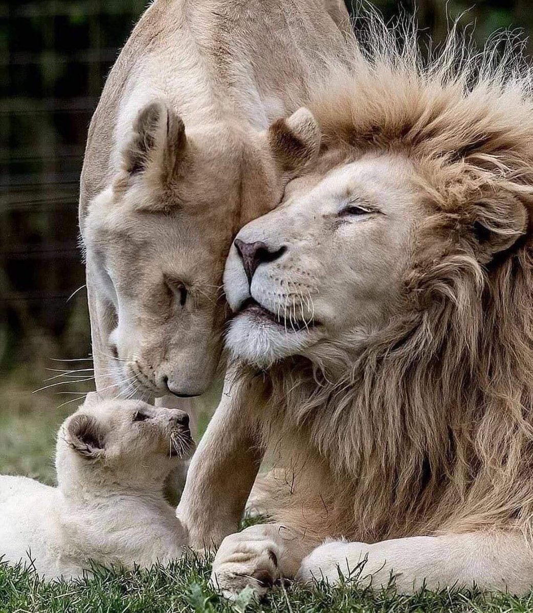 نحن قومٌ جُبلَت طينَتنا بعزة النّفس ..

فلا كُل العيون تَروينا 

وما كُل ما لمع يُغوينا 

وما أغرى غيرنا والله لا يُغرينا .. 

وإن تأخر علينا شيء

كففنا أنفُسنا عنه حتى يأتينا✨

#جمعة_مباركة