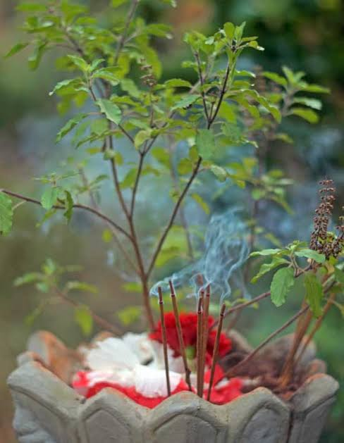 On 25th Dec each year, we celebrate Tulsi Poojan. Tulsi is considered an "amrit" in Ayurved owing to its medicinal properties and it`s regular use keeps you calm and stress free. No worship of Bhagwan Vishnu is considered complete without the use of Tulsi