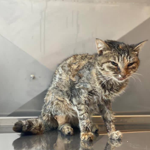 PeterAskin1's tweet photo. Katherine is a tabby kitty in #NewYorkCity tortured by teenagers & glued to a busy road! This poor girl was rescued & rushed to the vet! Donate to Good World Animal Rescue And Protection for the vet care needed! Click to DONATE: https://t.co/3dyXY6JhDe
https://t.co/YMKLiJw0VZ https://t.co/rhrJXKHGPS