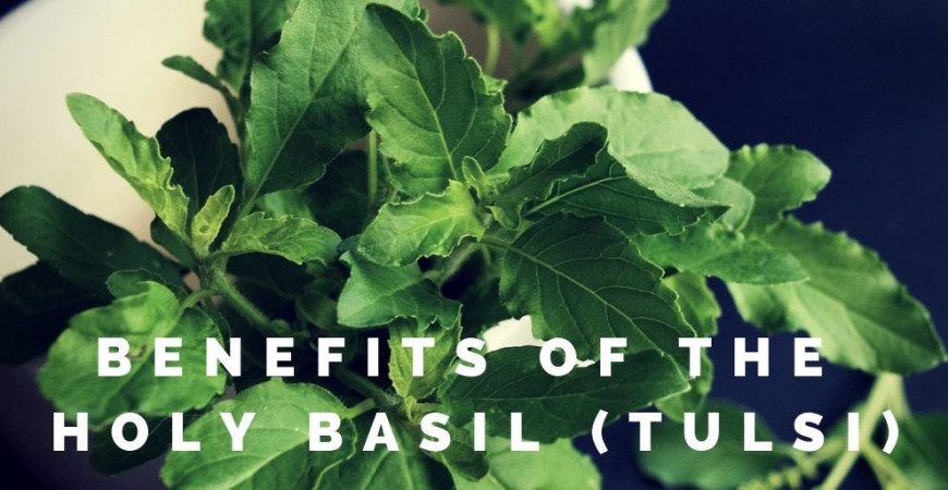 BenefitsAccording to DRDO, 'Tulsi' has anti-oxidant properties and makes healthy the cells damaged by molecular radiation. Tulsi is very useful in the treatment of infectious diseases like TB, Malaria etc. Tulsi releases ozone air during exhalation, which is highly stimulating