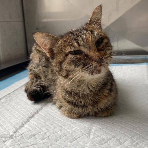 PeterAskin1's tweet photo. Katherine is a tabby kitty in #NewYorkCity tortured by teenagers & glued to a busy road! This poor girl was rescued & rushed to the vet! Donate to Good World Animal Rescue And Protection for the vet care needed! Click to DONATE: https://t.co/3dyXY6JhDe
https://t.co/YMKLiJw0VZ https://t.co/rhrJXKHGPS