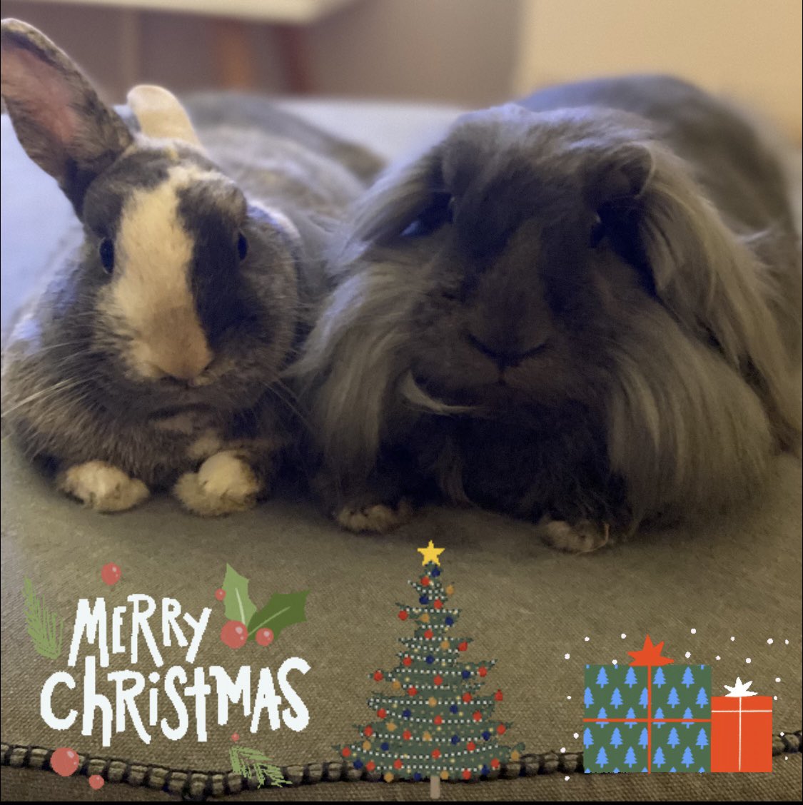 Merry Christmas to you! 2020 is een triest jaar. Toch hoop ik dat je een fijne kerst hebt en dat er in 2021 licht aan het einde van de tunnel zal zijn! Liefs van Baby Cakes en Punkie 🎄🔔🥂⚡️🌟