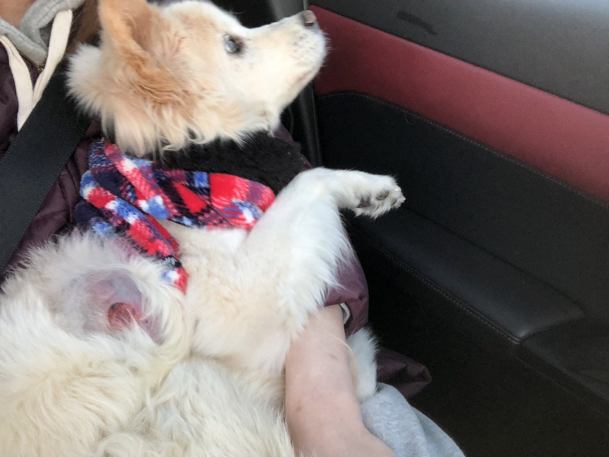 田辺アンニイ 病院 に検診に向かっているよ オデキの大きさが尋常じゃないし腎臓の数値も気になるところ ほぼ動けないし鳴く のでグレートに入れず助手席で抱っこ 赤ちゃんみたいでかわいい 秘密結社老犬倶楽部 リル17歳の冬