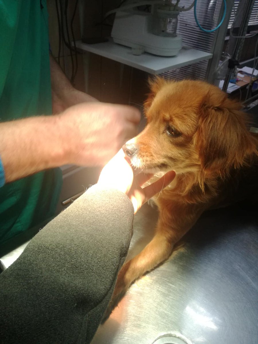 Tierfreunde Pirot tweet media