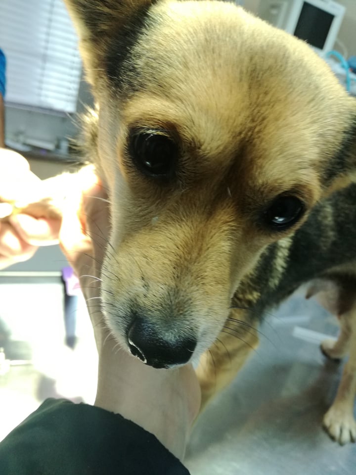 Wie jede Woche kastrieren Wir so viele Tiere wie möglich.
As every week, we castrate as many animals as possible.
We are very grateful for donations,every euro counts! PayPal: fus.ein@gmail.com