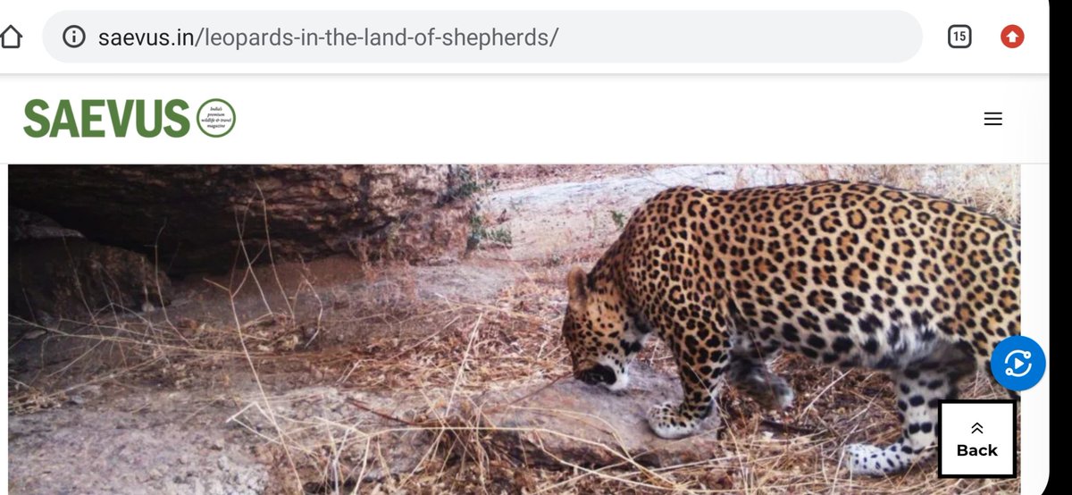 baba_tendua's tweet image. #sametime #samejagah 

#happiness ..When your prediction goes right. 🕵️‍♂️🐆🐾👣

#leopard #bigcat  #Jawai #Rabari #Rajasthan #wildlife #India #Olddays 

@SaevusWildlife #Discovery #Cameratrap