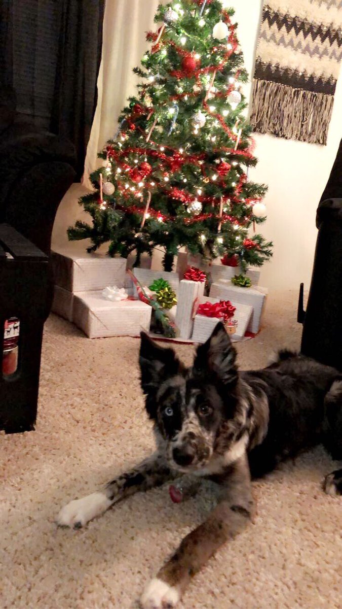 Please RT and help me find my sweet girl. Last seen this evening around hydraulic and wassall/Pawnee. Her name is maya and she is so sweet and friendly. I want my baby back home :(((