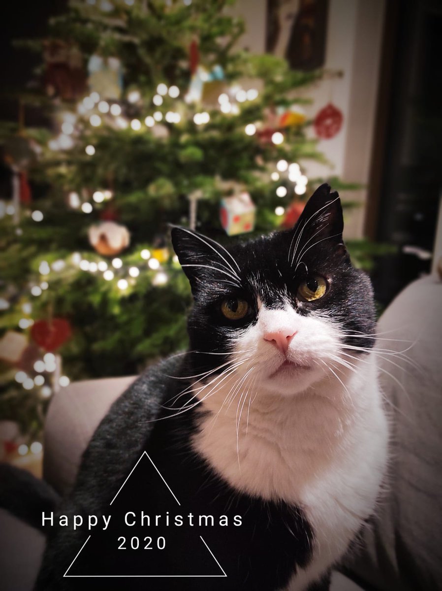 Enjoying my first Christmas in my new family home. Hoping Santa Paws left me some Dreamies under the tree xxx