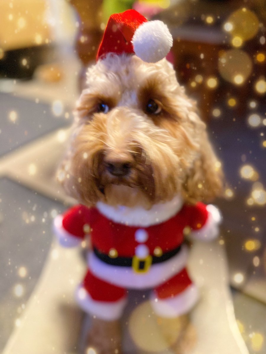 lilymoocockapoo's tweet image. Merry Christmas to all my pals and their hooms💛 Thinking of those of you who are unable to spend it as planned, and sending you all my love. Stay safe and keep on smiling😘😘