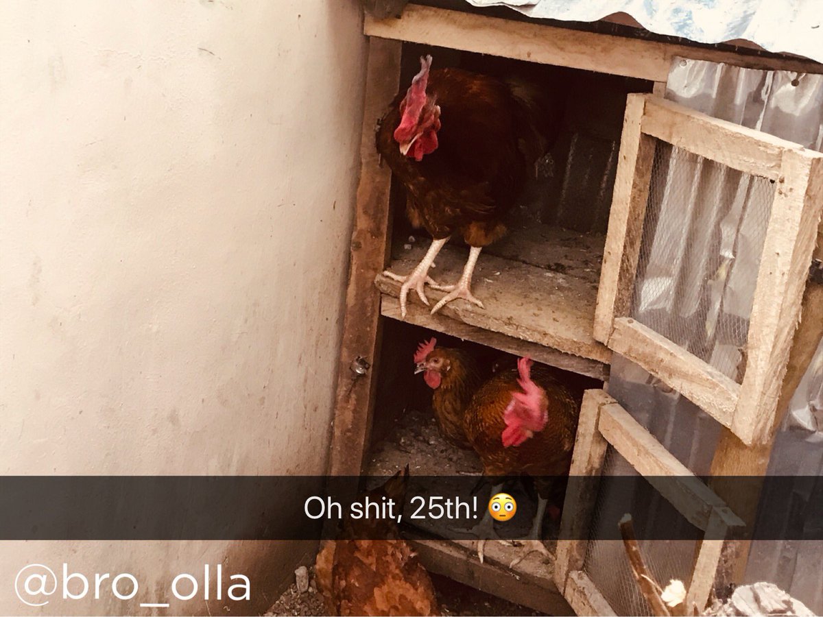 If chickens could talk. 