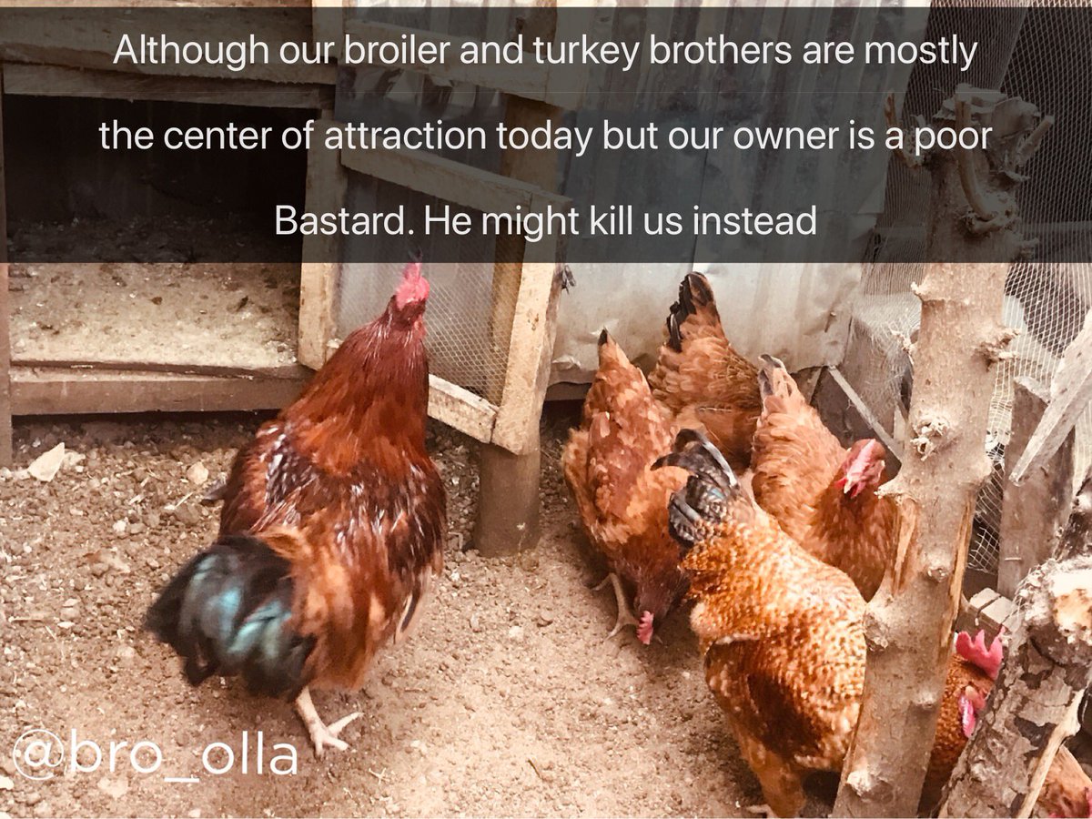 If chickens could talk. 