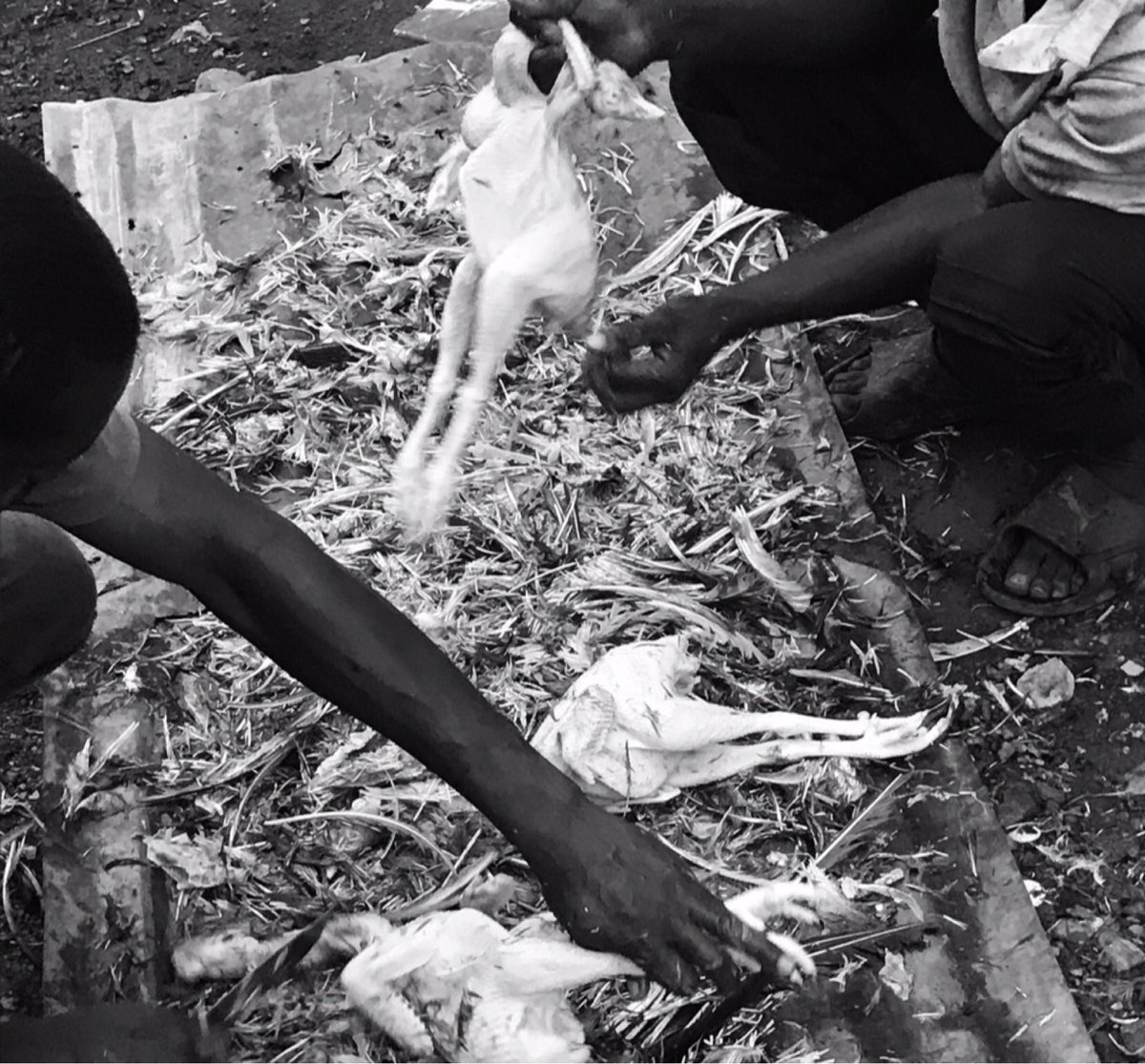 If chickens could talk. 